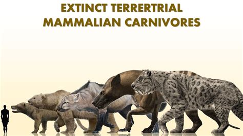 Carnivores Around The World 2025 Latest Episode
